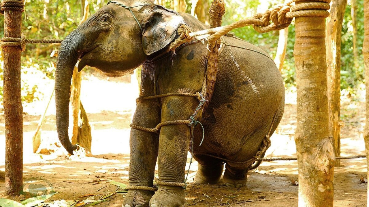 elephant training, elephant torture