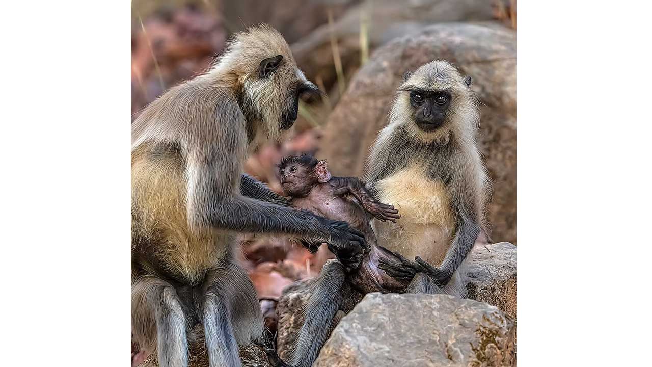 monkey birth