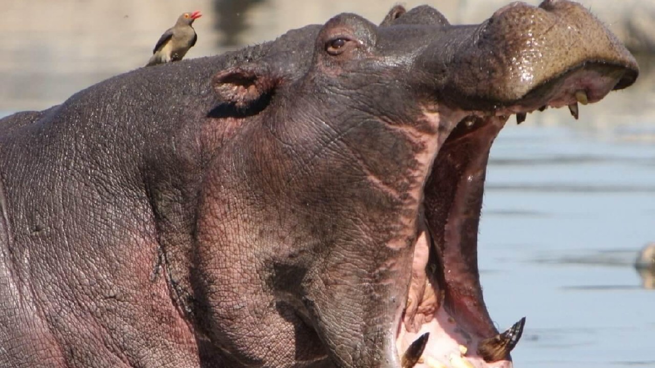 hippo bite