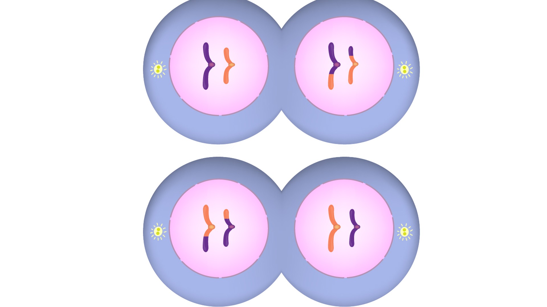 meiosis telophase 2