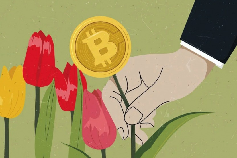 tulip and bitcoin