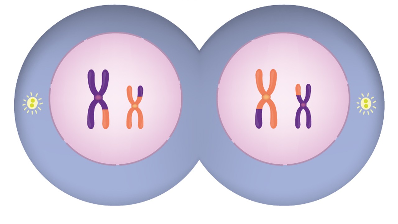 meiosis telophase 1