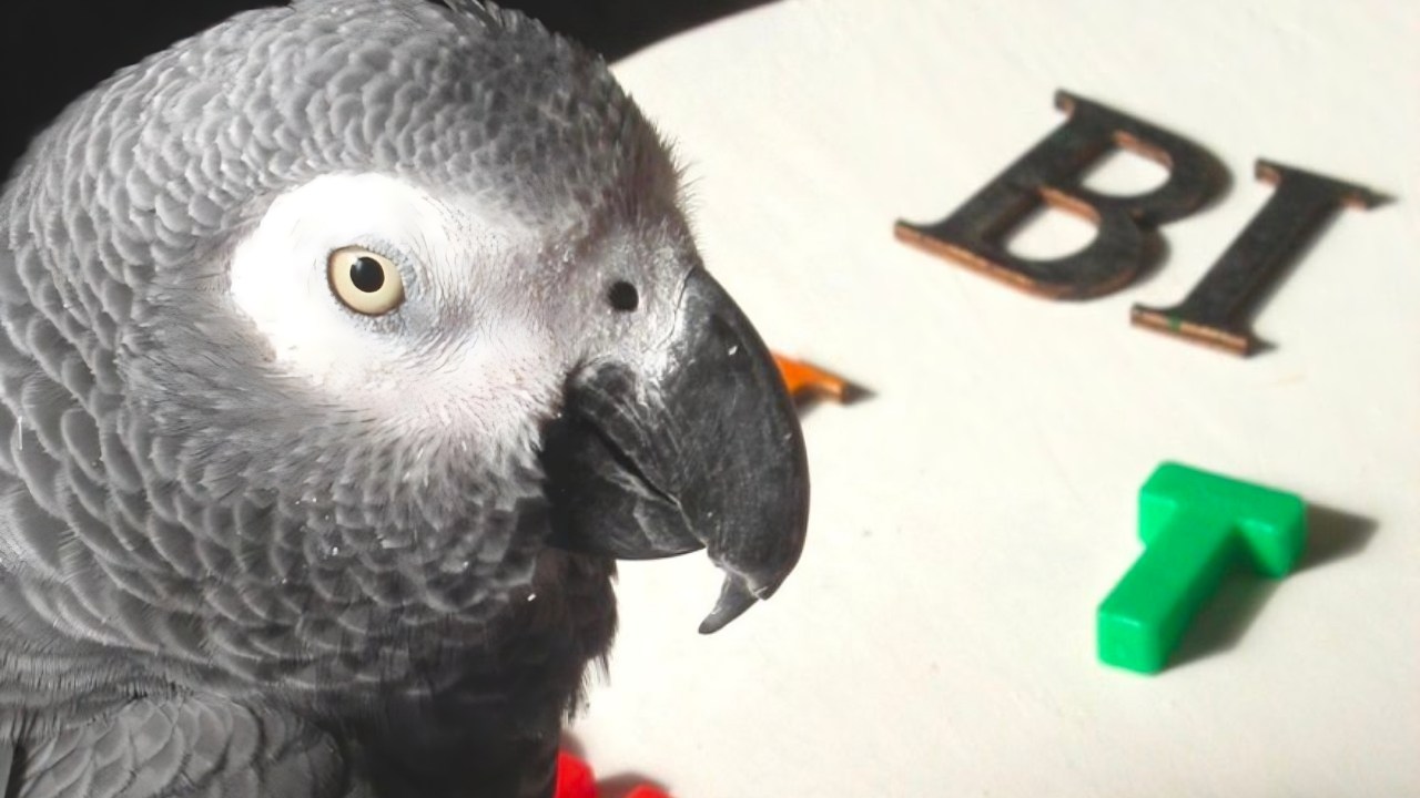 Parrot Alex