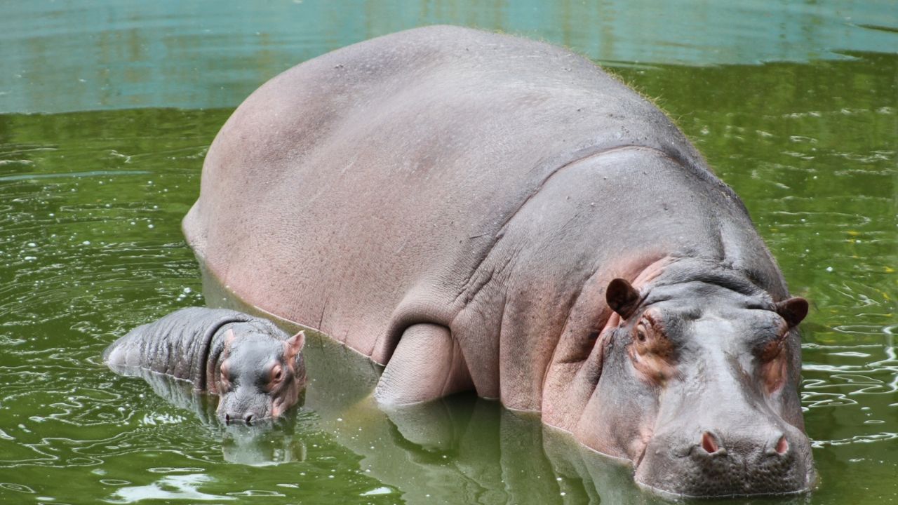 hippo and his cub