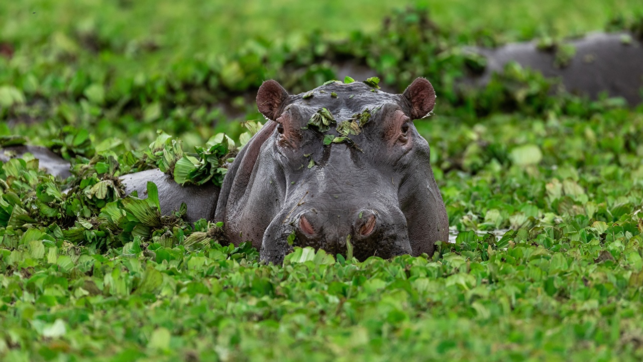 hippo standing in water