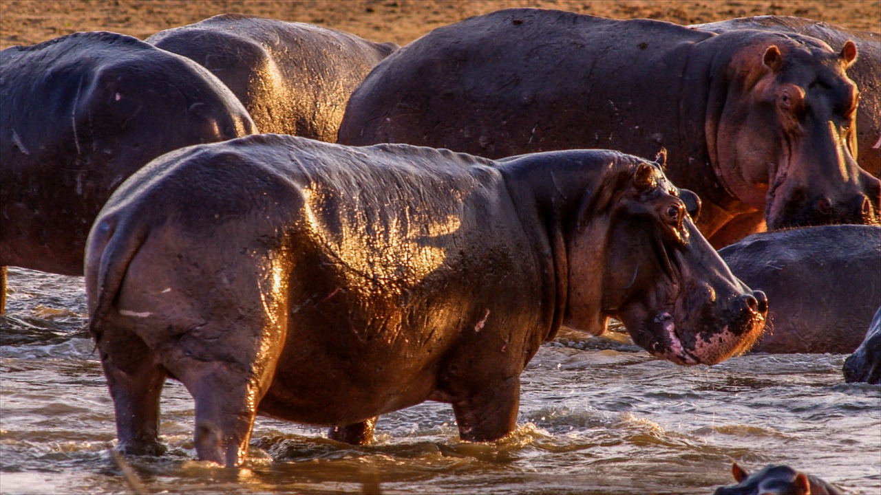 a group of hippos