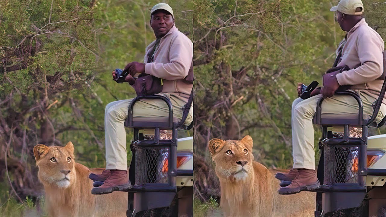 Lion Documentary Cameraman