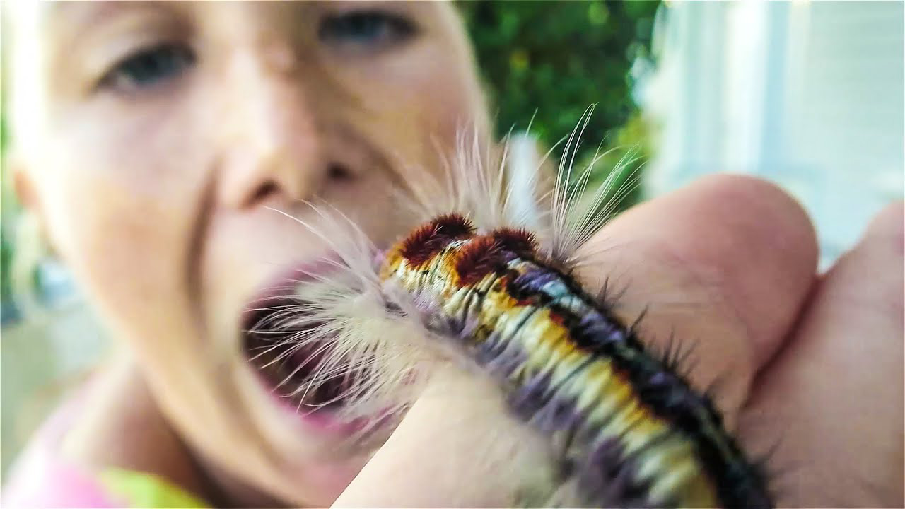 eat caterpillar