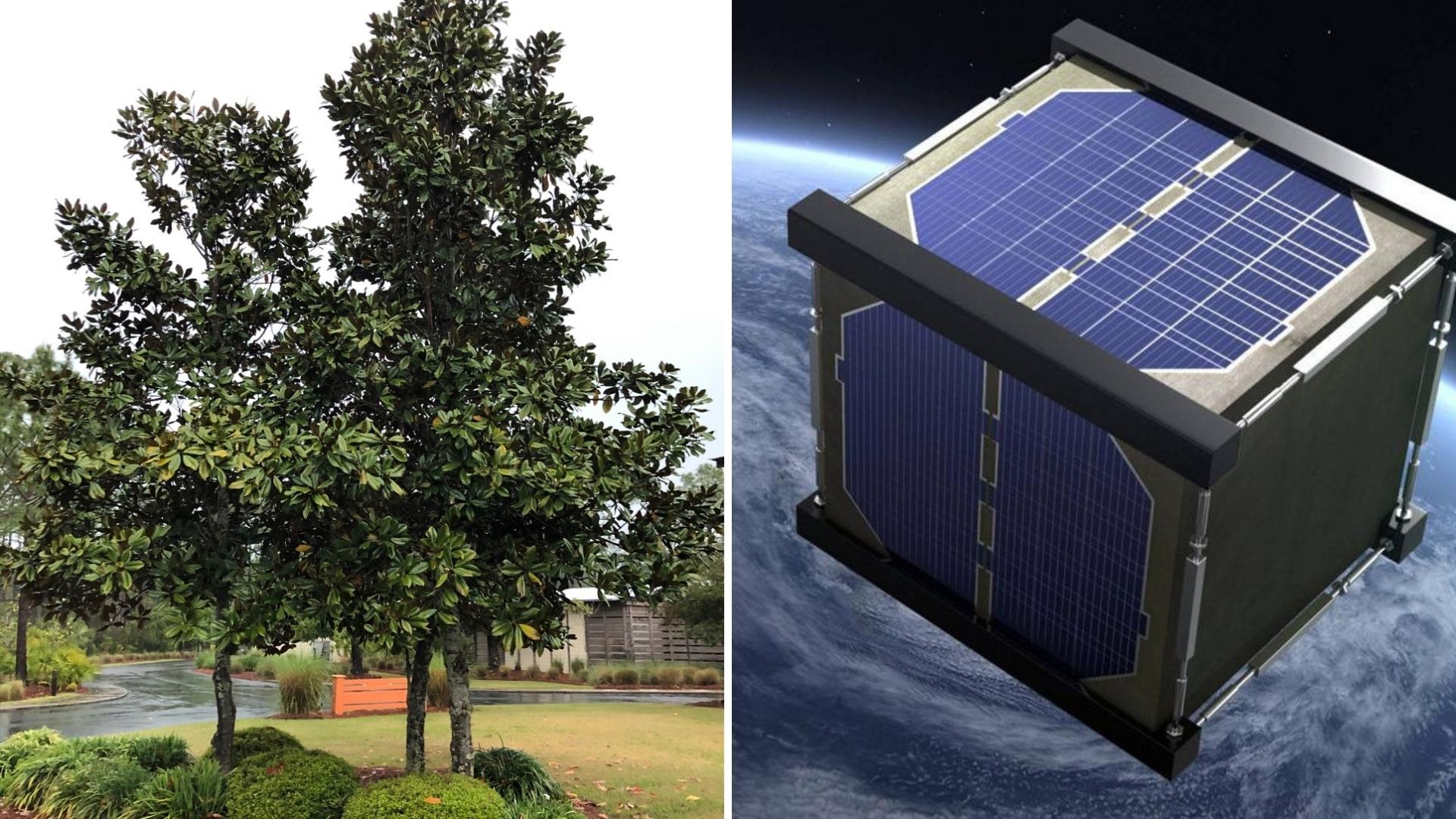 wooden satellite, magnolia tree, NASA