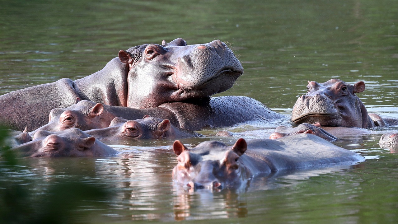 hipopotamlar