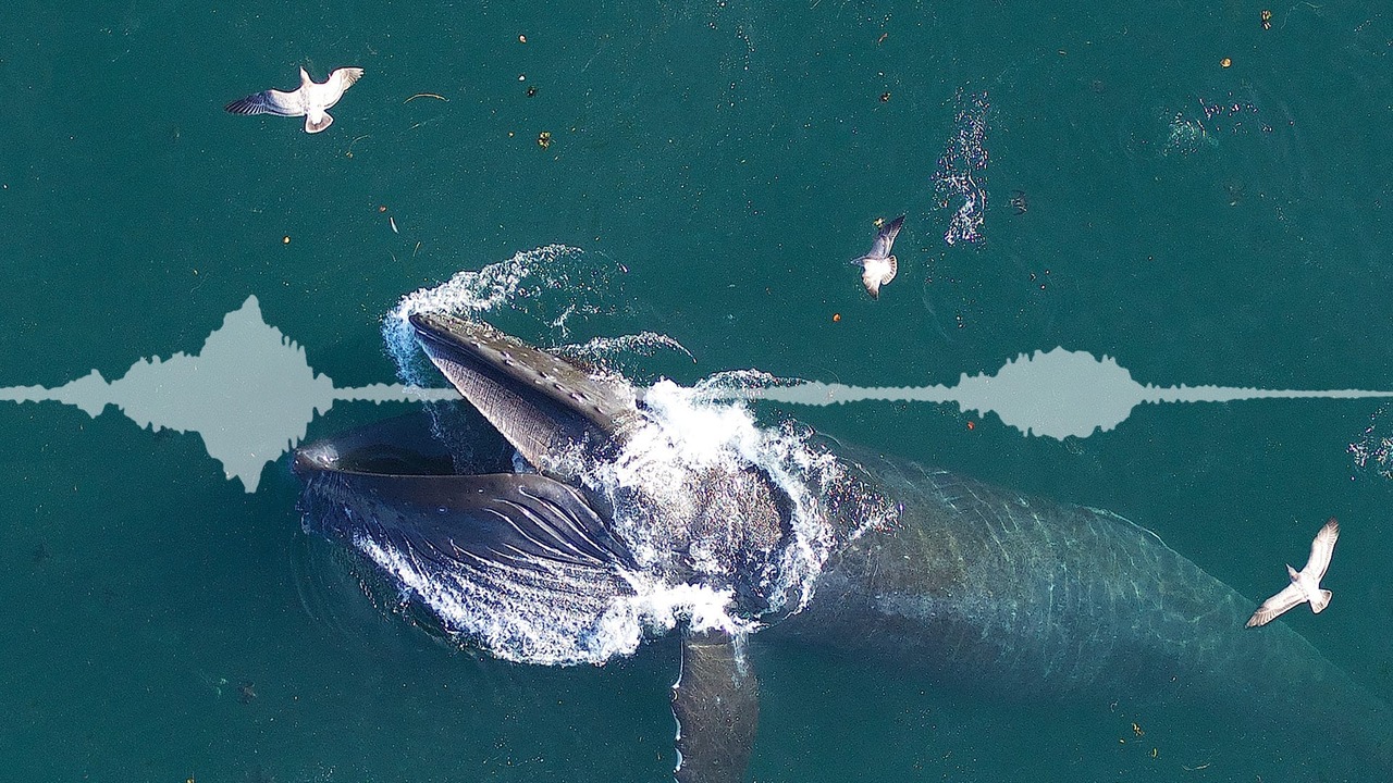 Balina iletişimi, balina konuşma