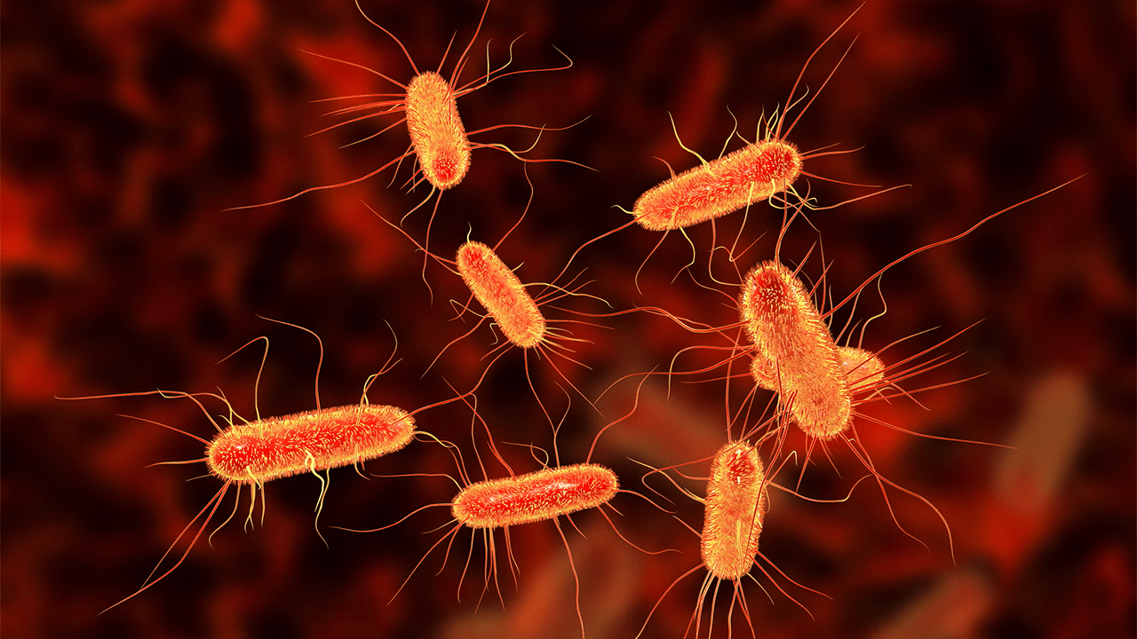 Bakteri mikroorganizma bilim E.Coli bakterisi
