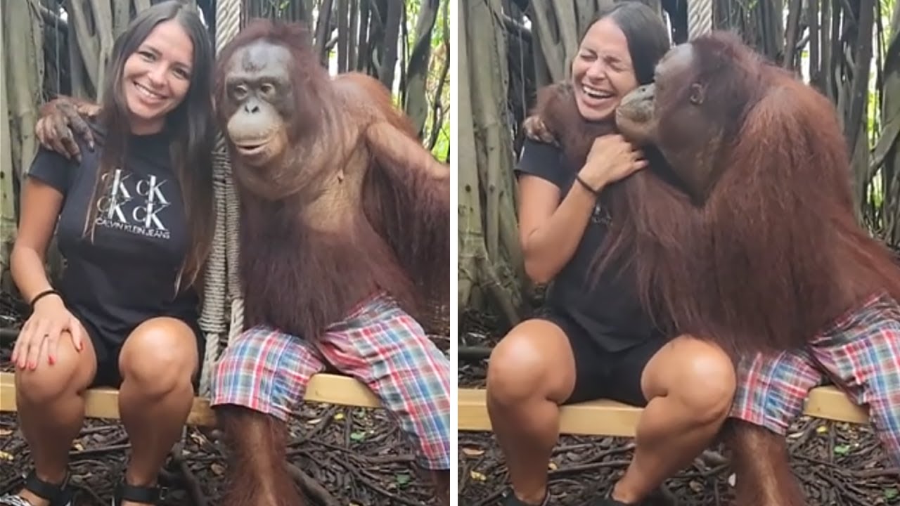 maymun, orangutan ve kadın fotoğraf 