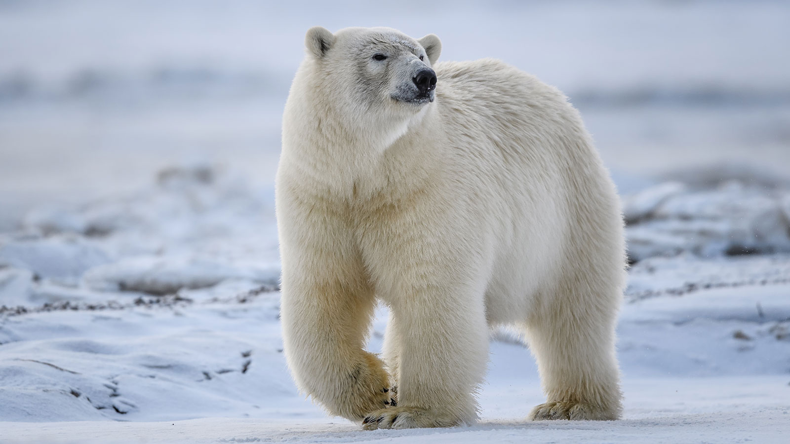 kutup ayısı