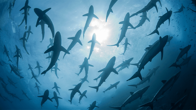 Köpekbalığı sürüsü, köpekbalığı okyanus