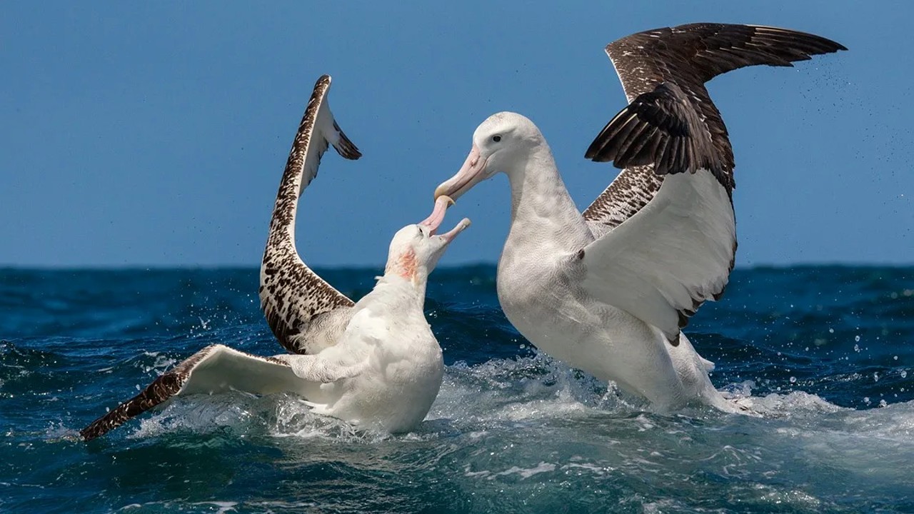 türkiyede albatros var mı