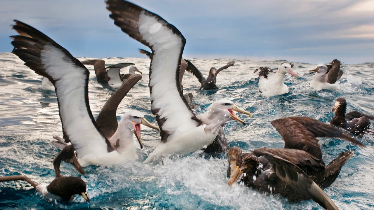 albatros özellikleri