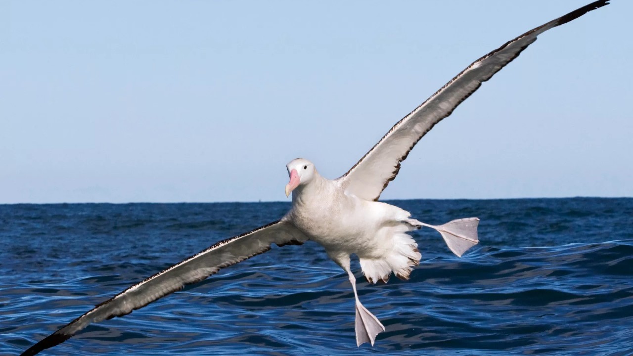 albatros efsanesi
