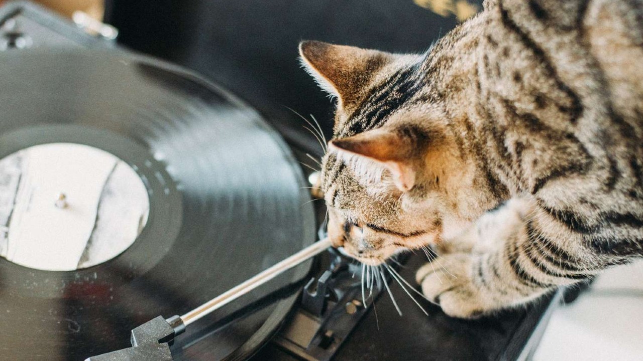 müzik dinleyen kedi