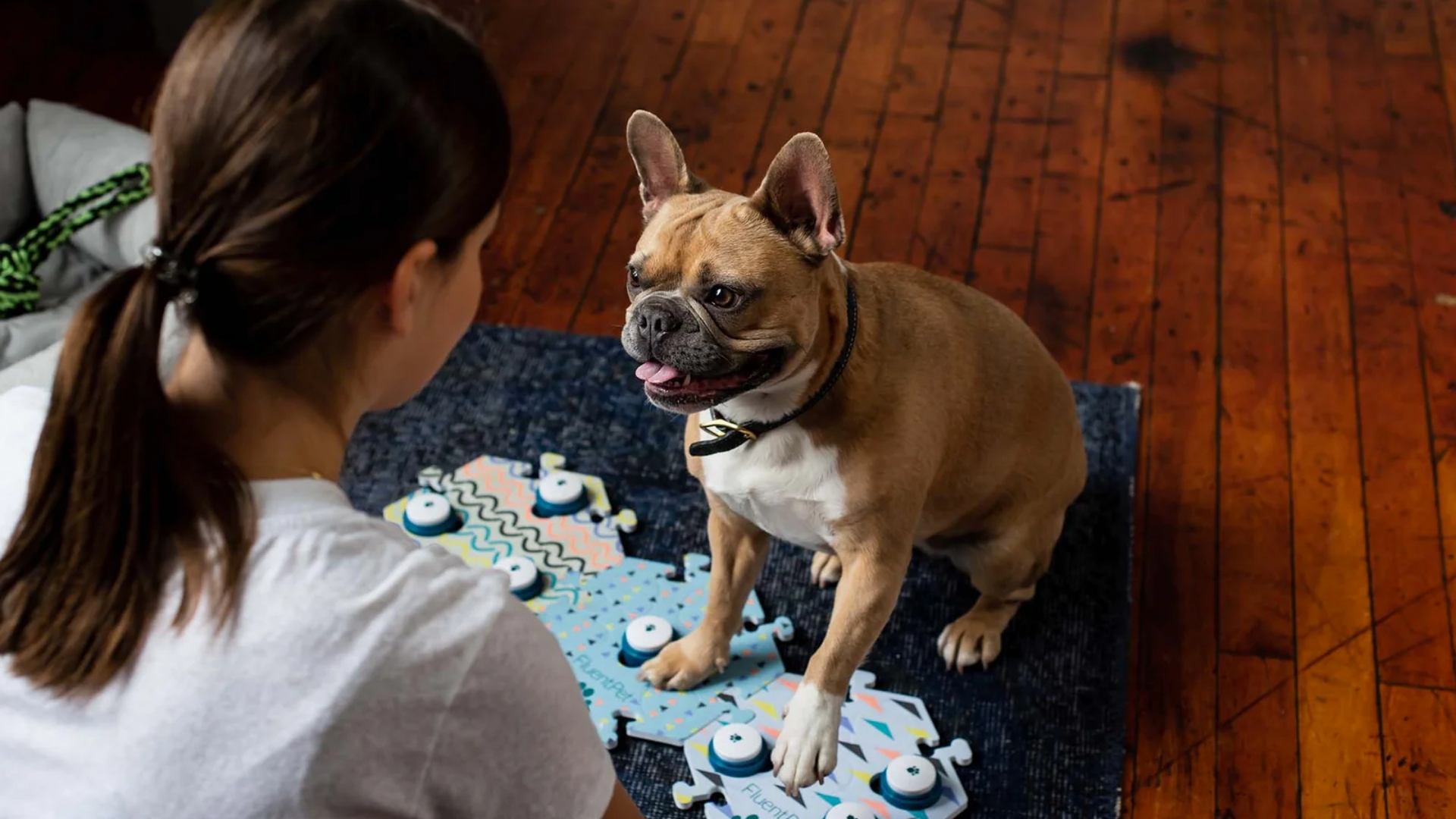 dog buttons, train, dog training, dog communication