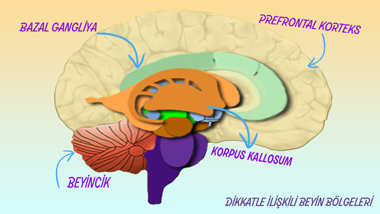 Parts of the brain associated with attention