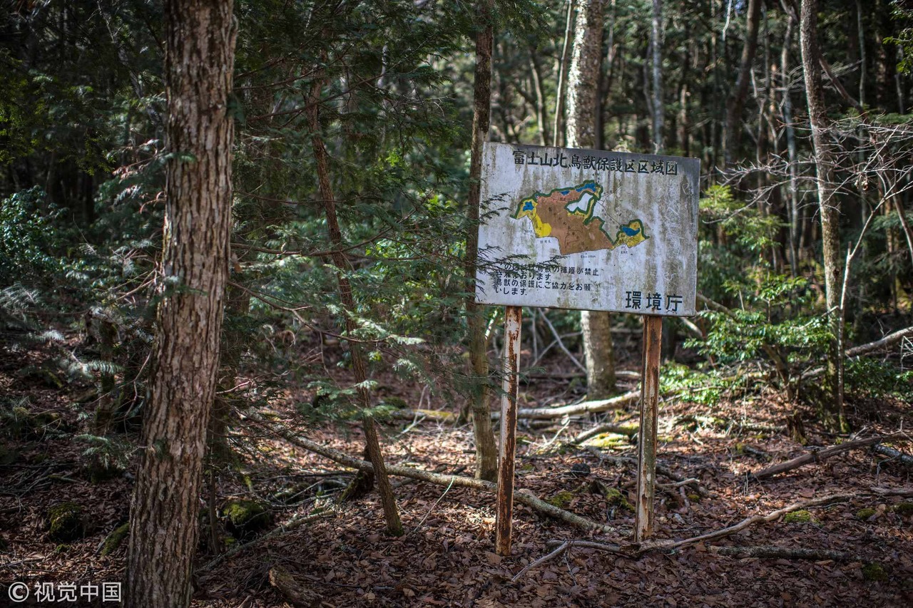 İntihar ormanı Japonya, Japonya Aokigahara ormanı intihar
