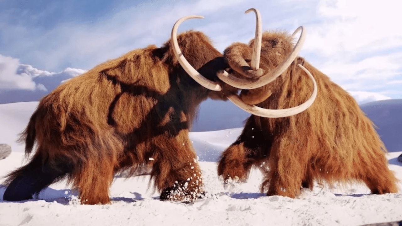 Mammoths fighting in the ice age