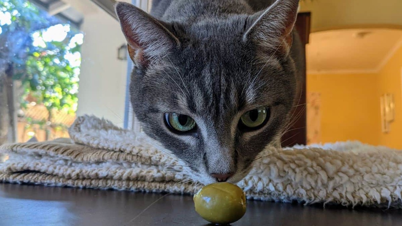 kedim zeytin yiyor