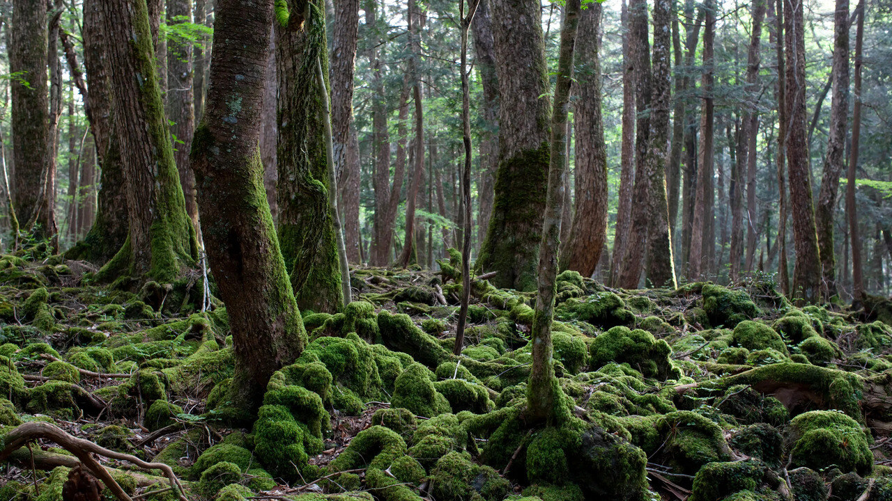 İntihar ormanı Japonya, Japonya Aokigahara ormanı intihar
