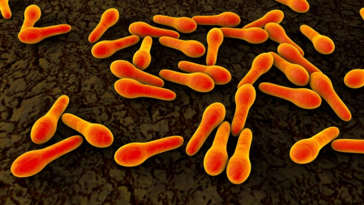 Clostridium tetani bakterisi