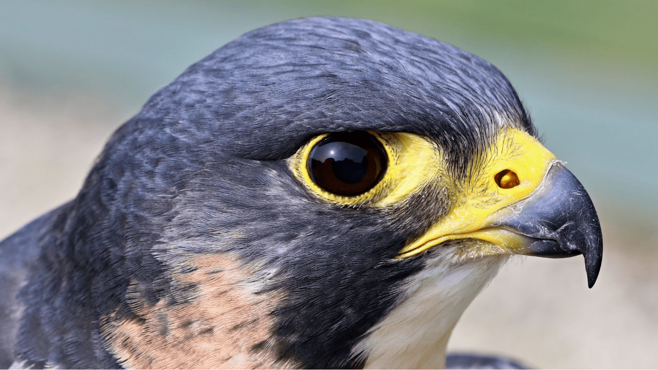 close-up hawk
