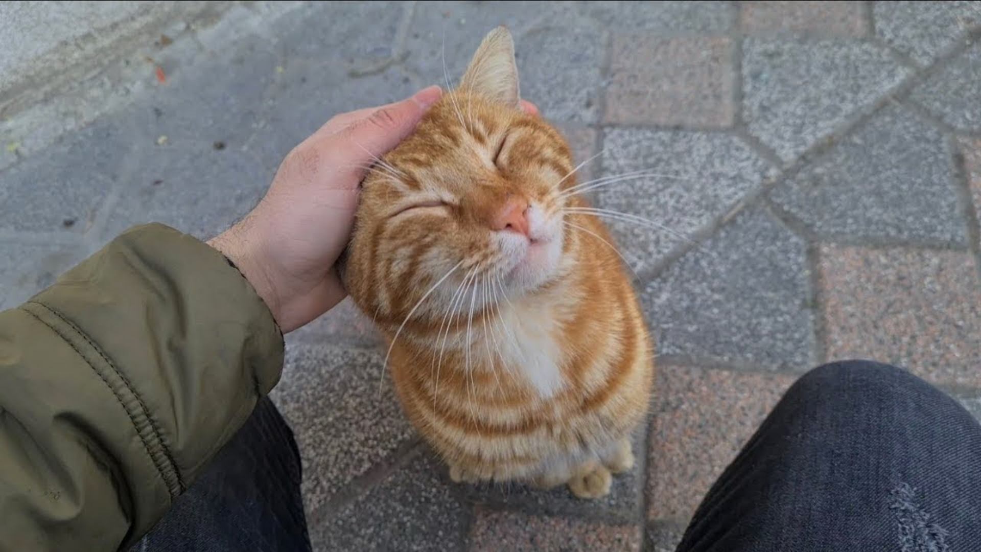 orange cat, talking to cats, cat communication, cat buttons
