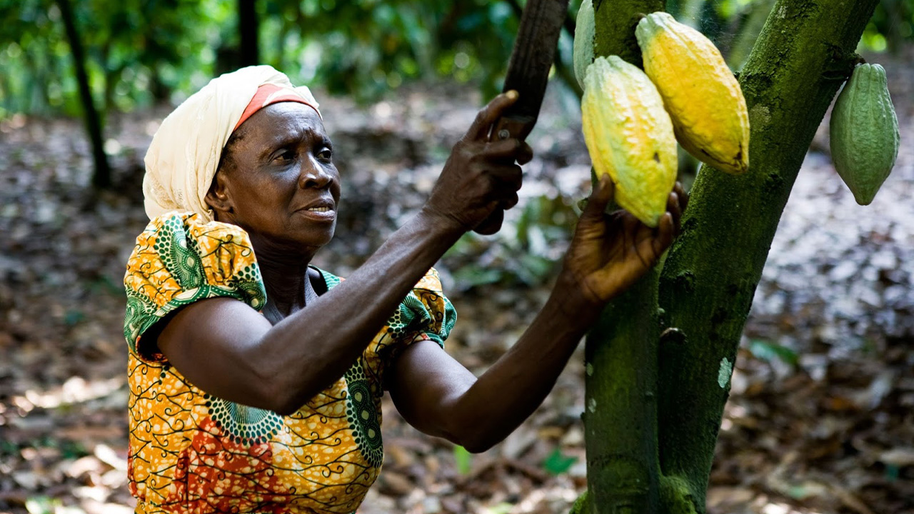 Gana kakao çekirdeği kakao üretimi