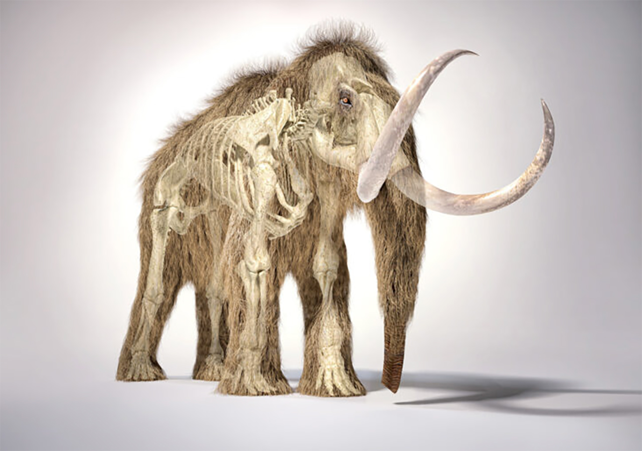 largest mammoth