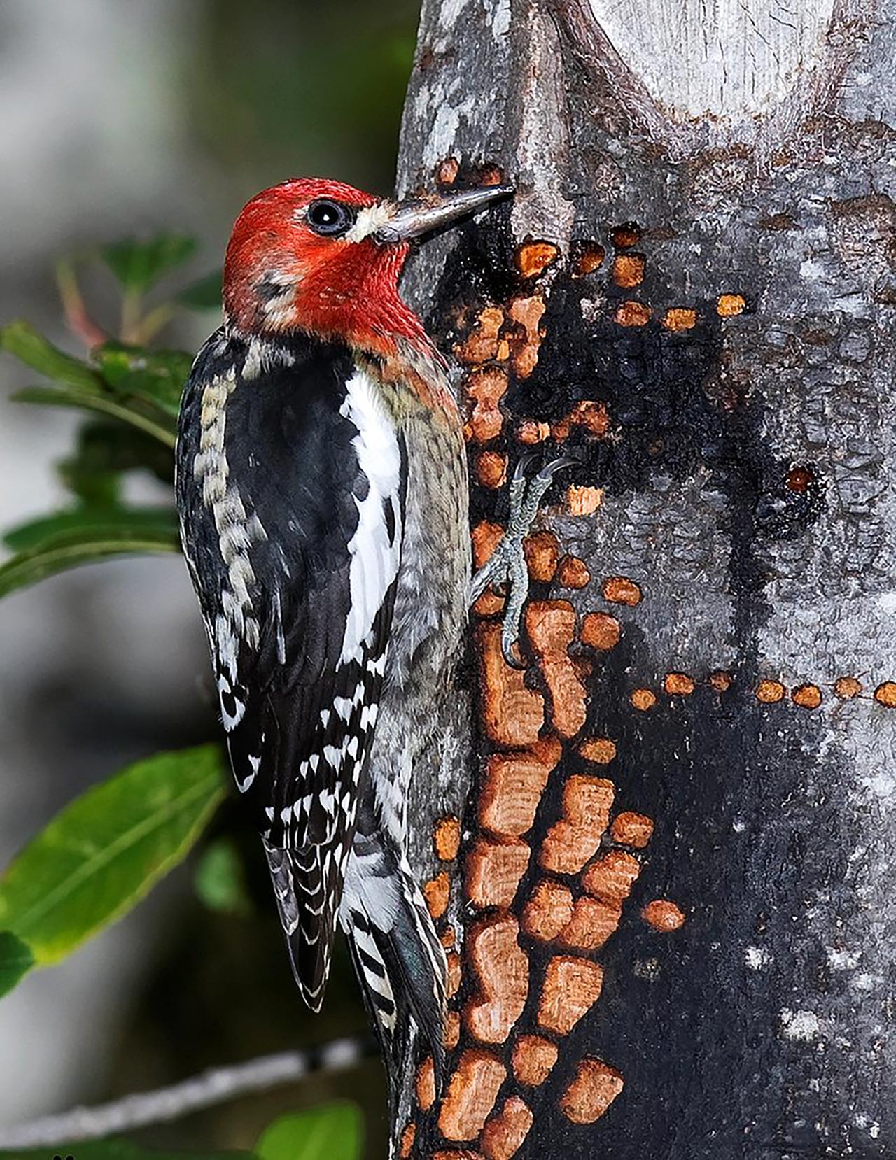 How many strokes does a woodpecker make in a second?