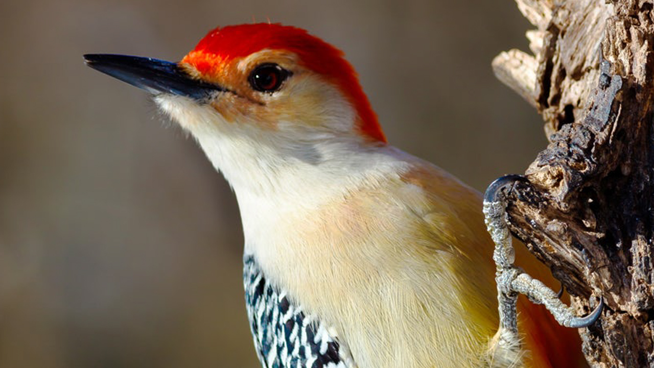 Is the woodpecker endangered?