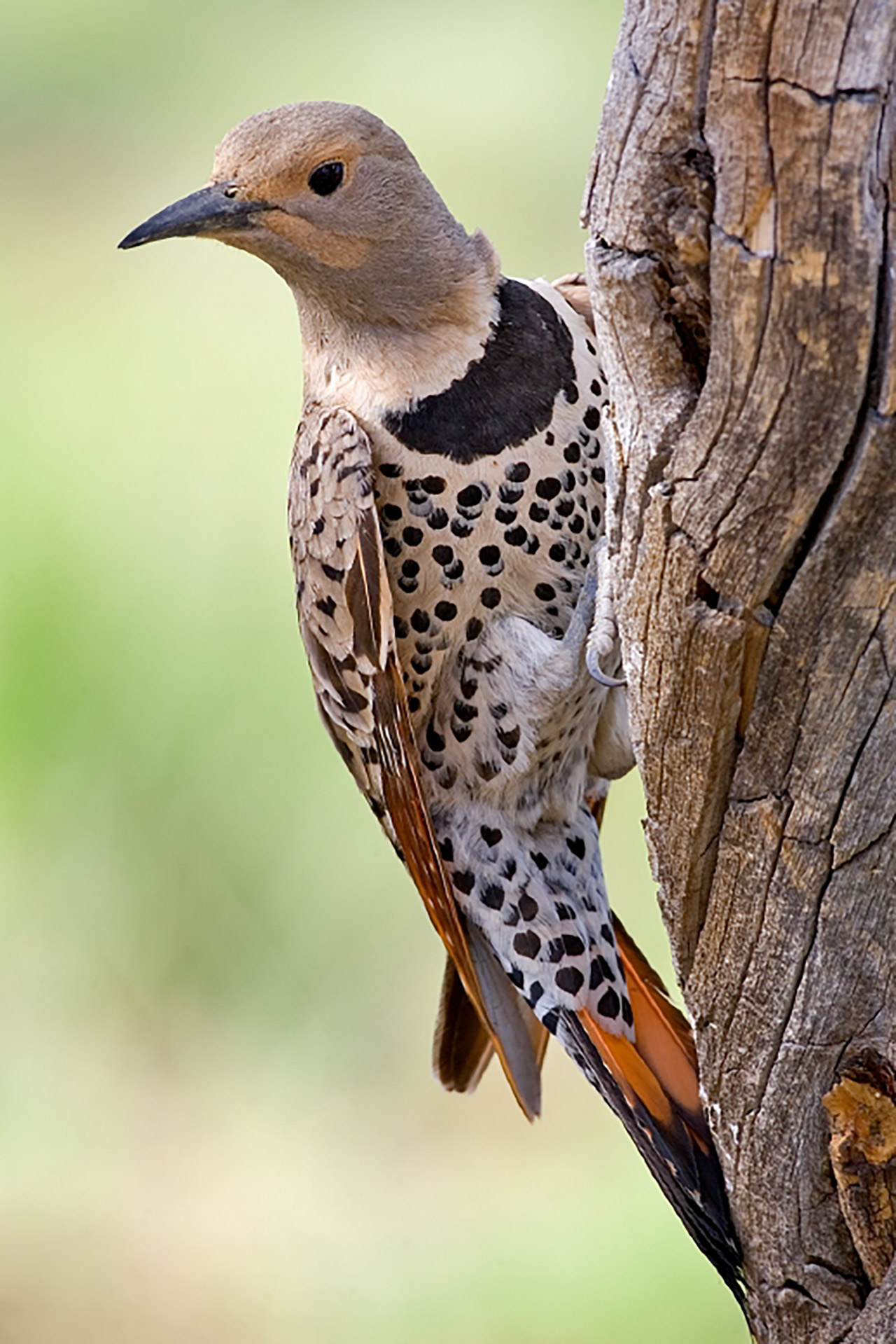 woodpecker feathers