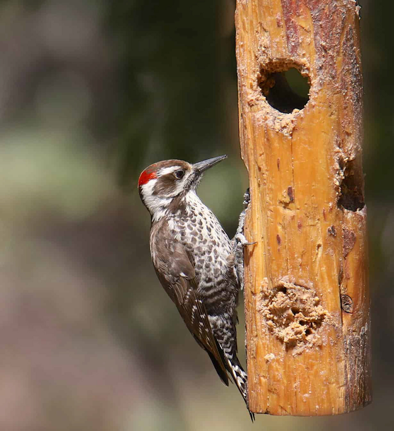In which trees do woodpeckers live?