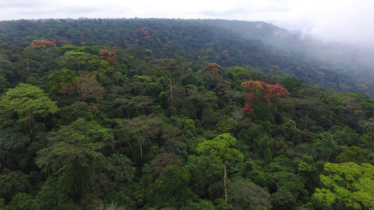 Ghana yağmur ormanları