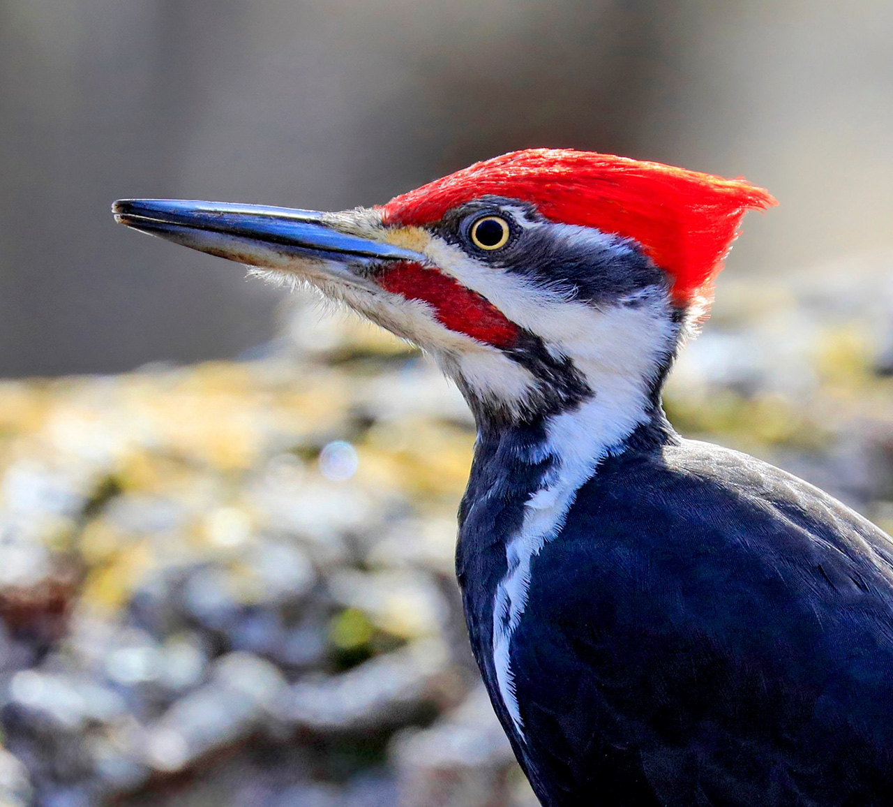 woodpecker species