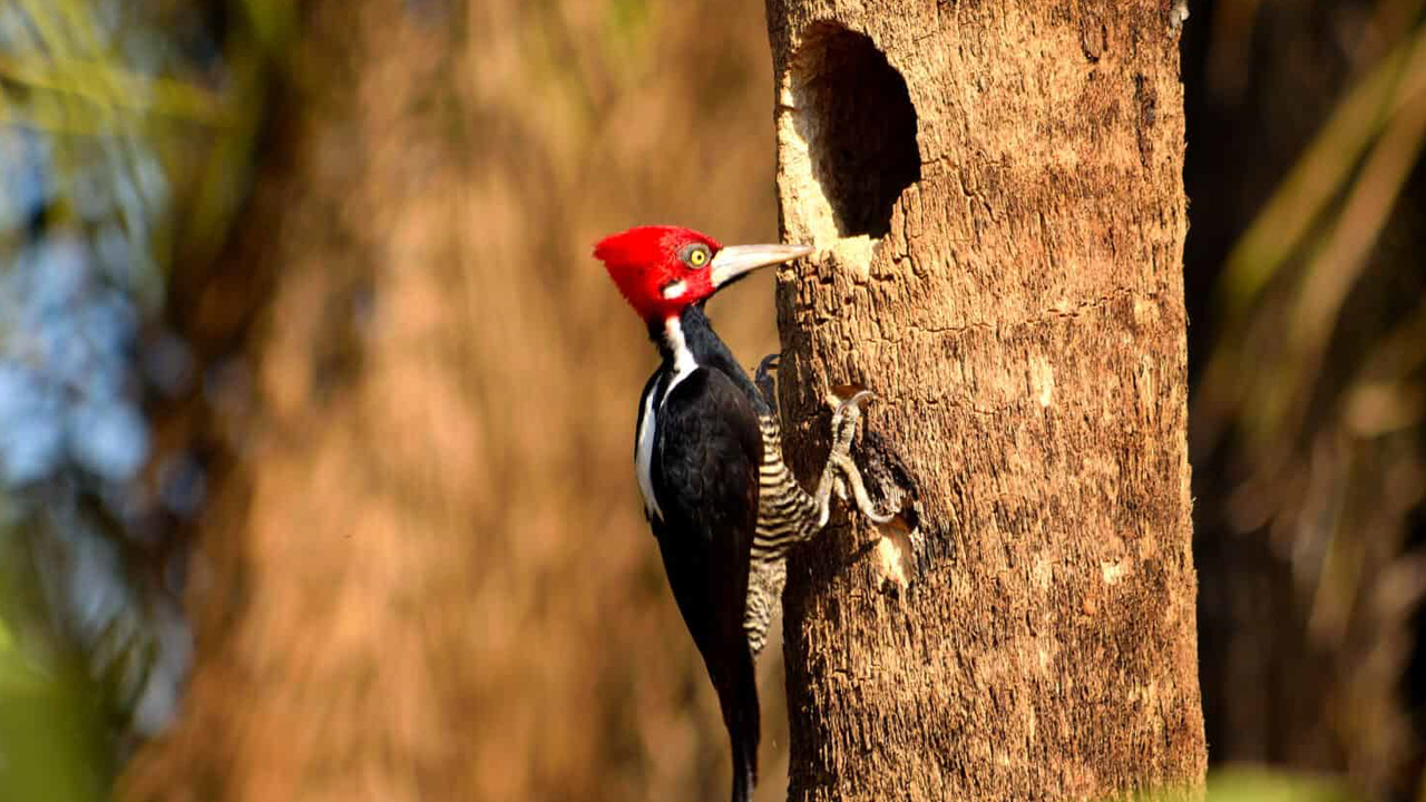 What is a woodpecker?