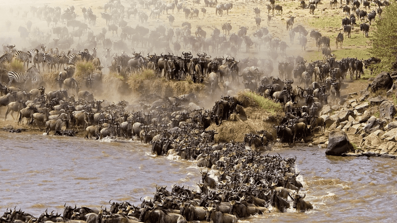 Maasai Mara Great Migration