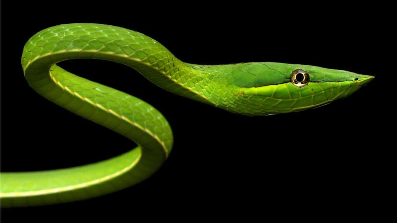 yılanlar
