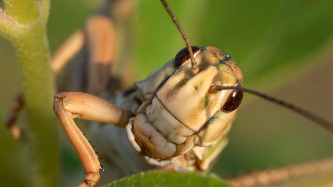 Information about grasshoppers
