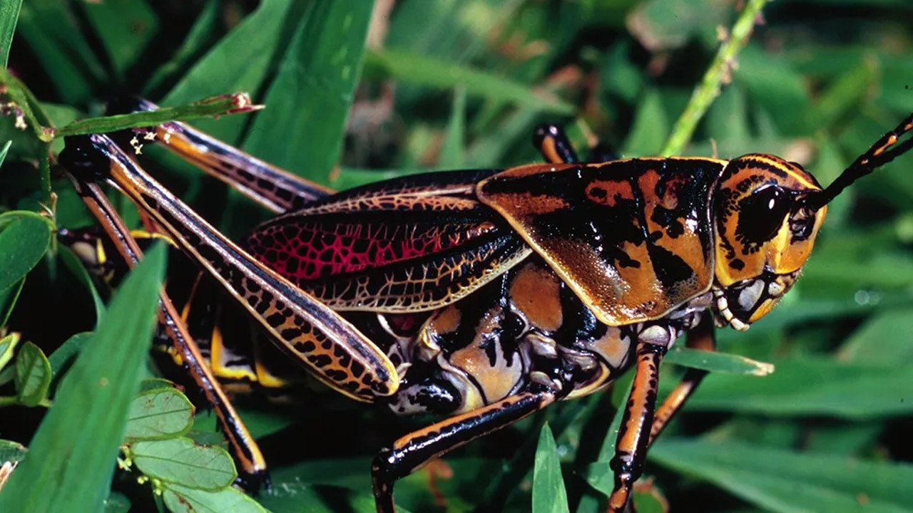 poisonous grasshopper