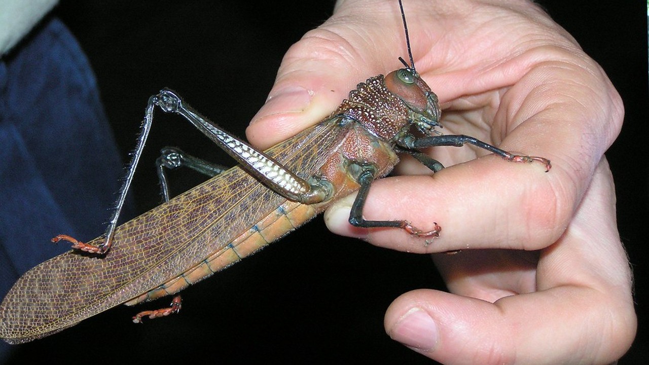 biggest grasshopper