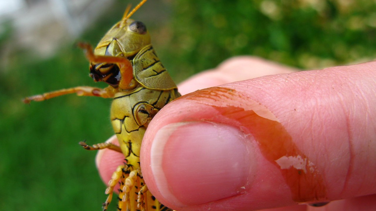 Interesting facts about grasshoppers