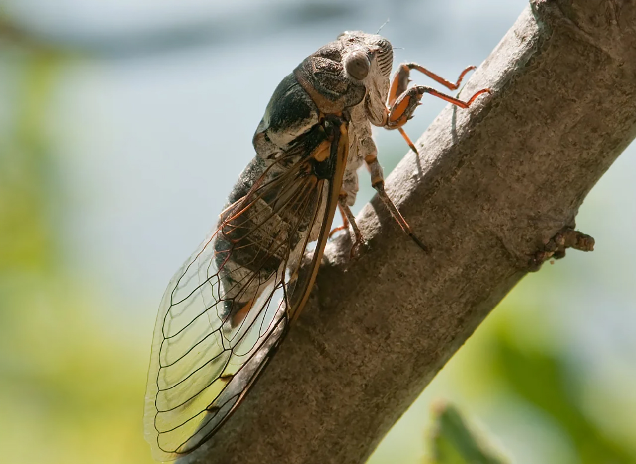 Why do cicadas sing all the time?