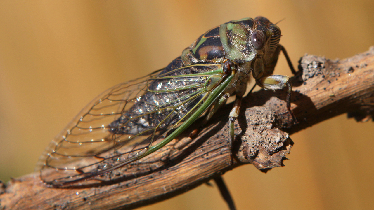 cicada features