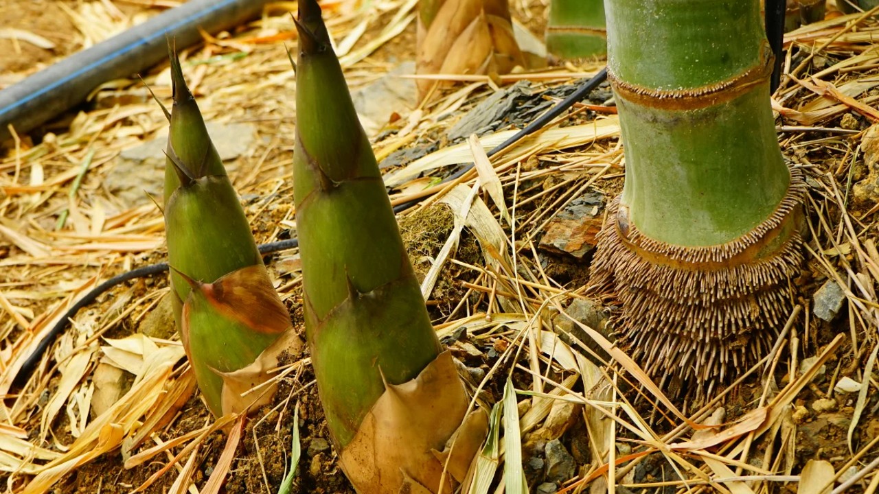 bambu işkencesi